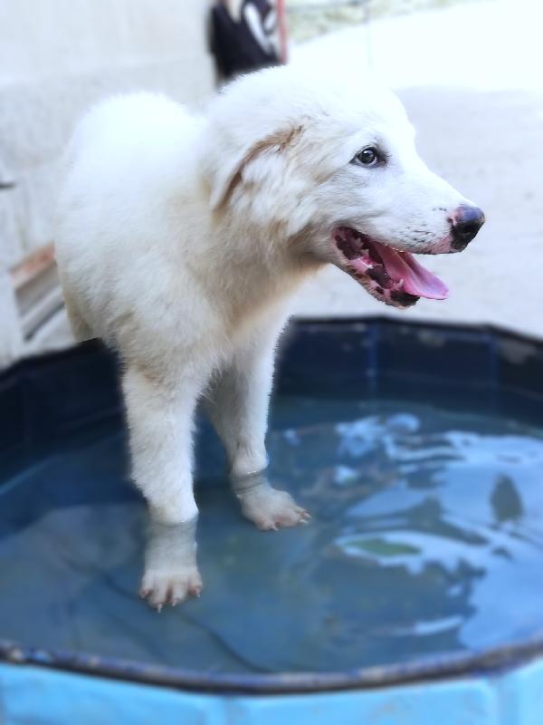 Leone Foto 7